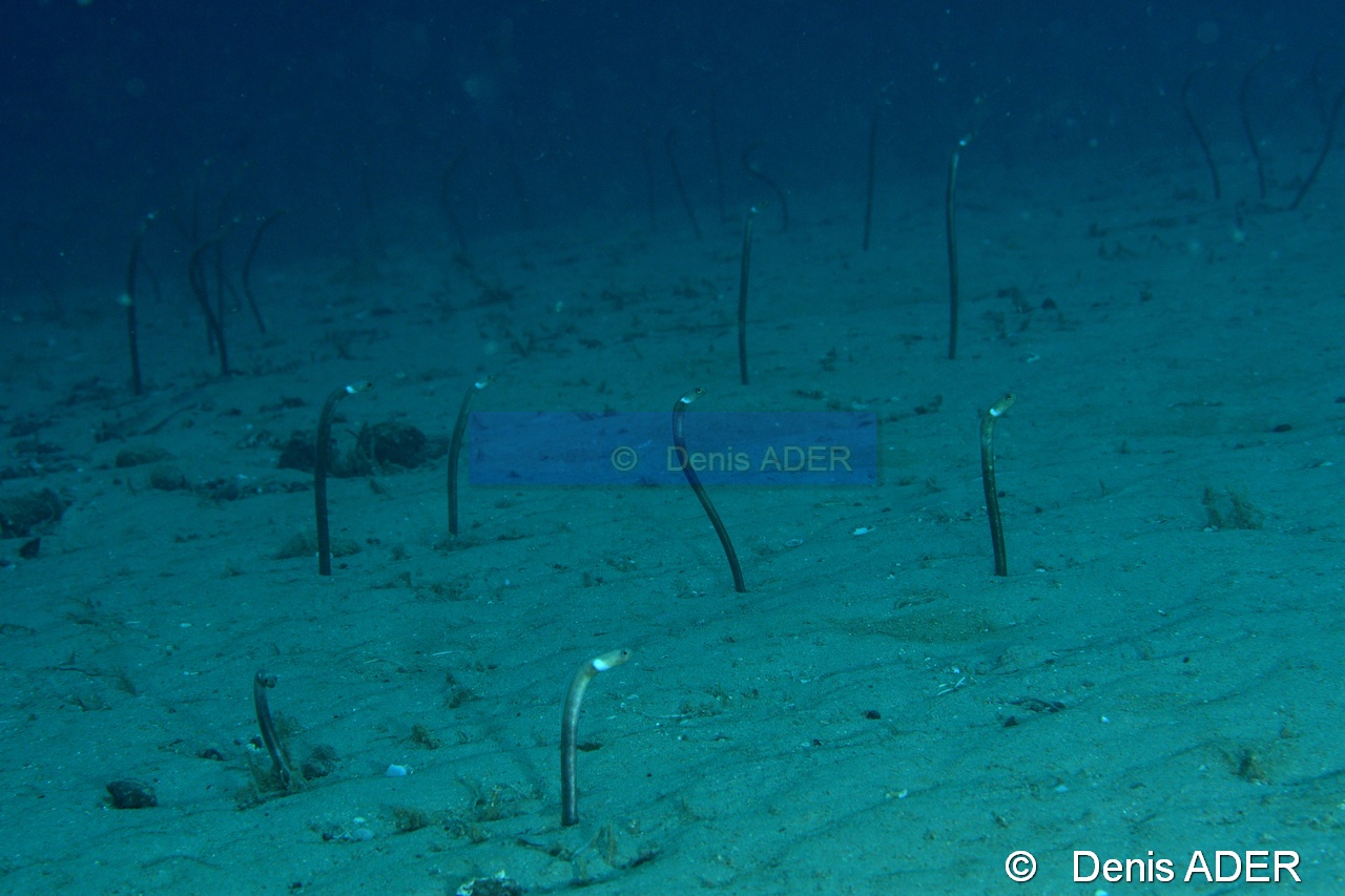 Heteroconger perissidon Heterecongre a tache blanche-Wakatobi Pasar wajo jetty-17m-20180602-Denis-ADER-DSC_3331_tn.jpg